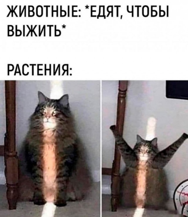 Картинки и мемы для настроения 020
