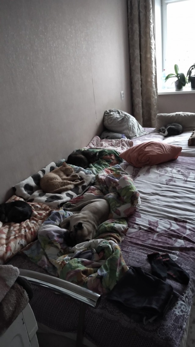 Подборка всякой живности