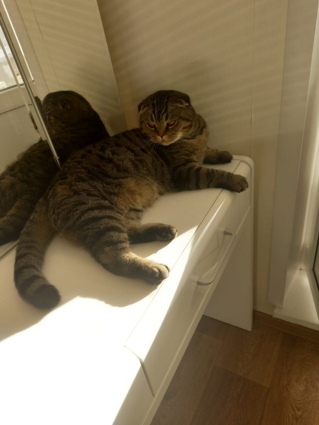 Вопрос с котом