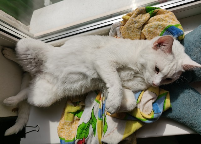 Котовторник в разгаре! Лучшие коты!
