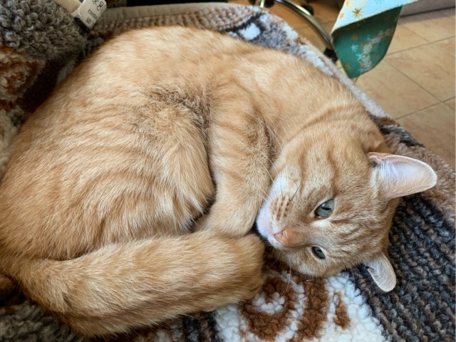 Не буду я ждать котовторника!