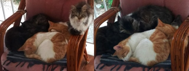 Котовторник вроде.