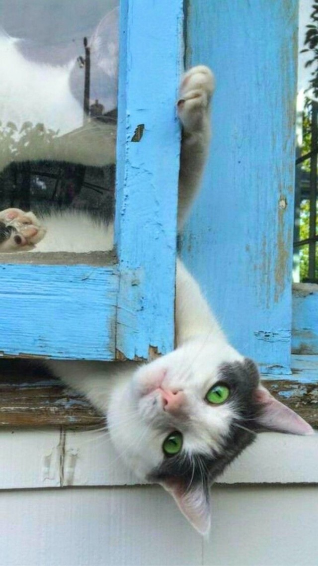А это мой котан к котовторнику