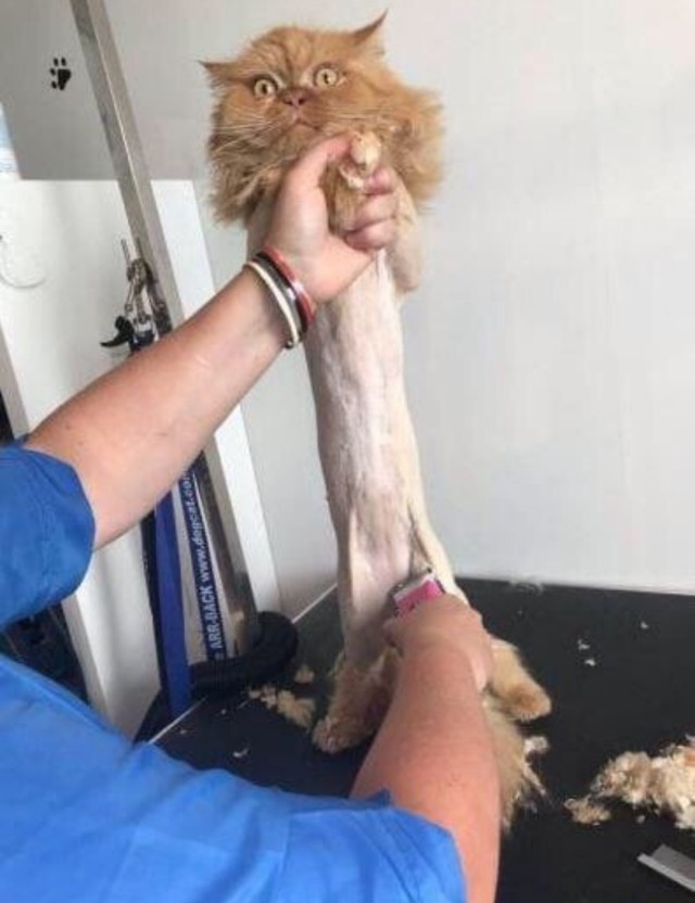 Весёлые картинки 13.04.2022