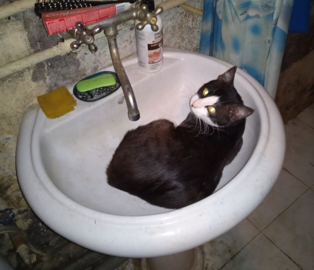 Котовторник 07.06.2022
