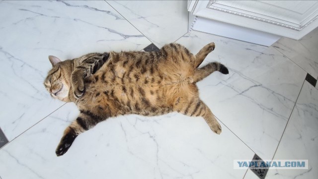 Лето и коты