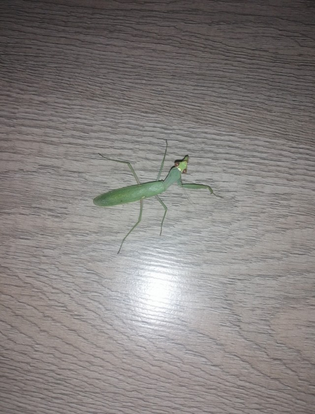 Бум