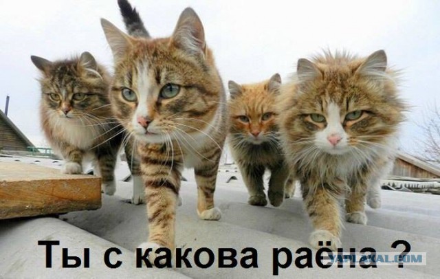 Картинки разные 1.09.22