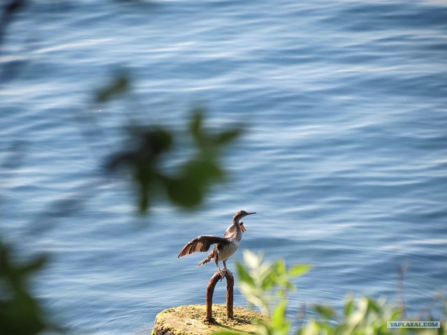 Южный берег Крыма