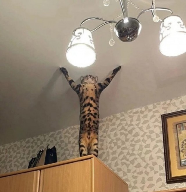 Главный приз за участие в конкурсе