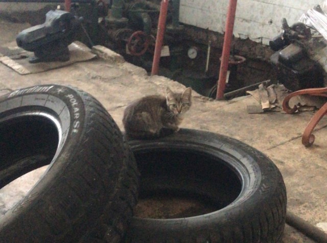 Комочек тьмы