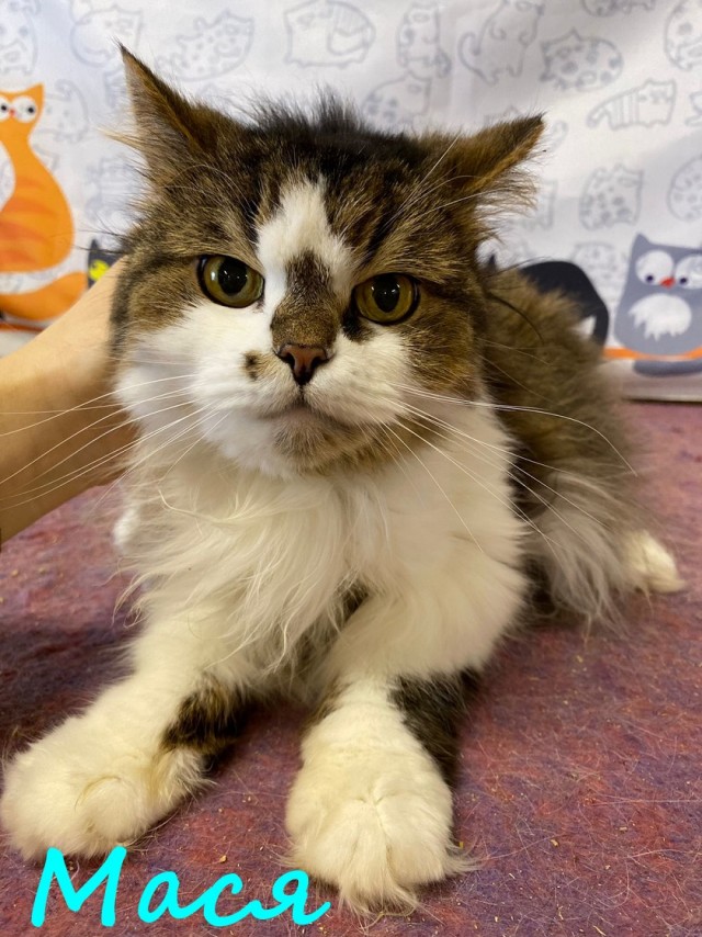 Жизнь домашнего приюта "Котоленд" 387