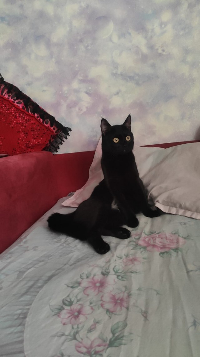 Котофторниг