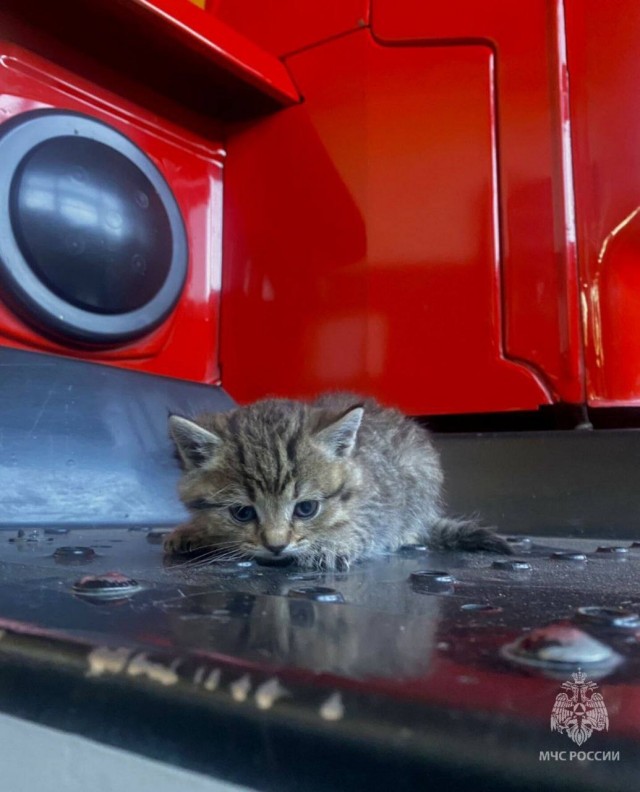 В Бурятии пожарные спасли котенка и пристроили его к себе на работу