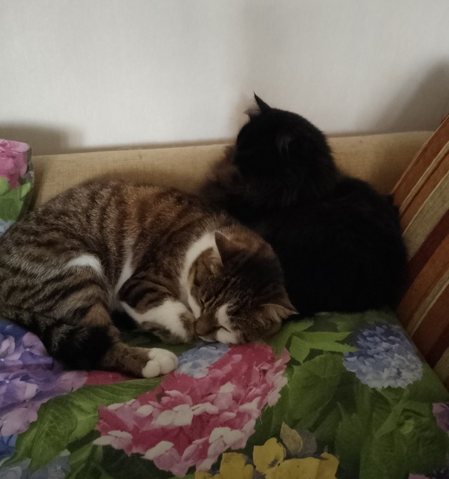 К котовторнику