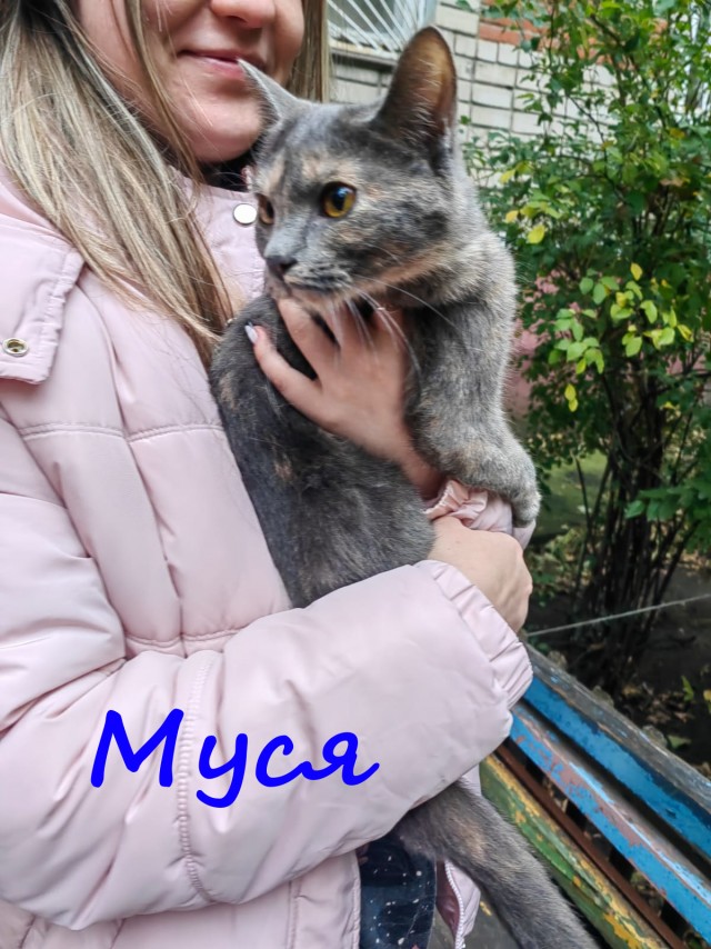 Жизнь домашнего приюта "Котоленд" 410