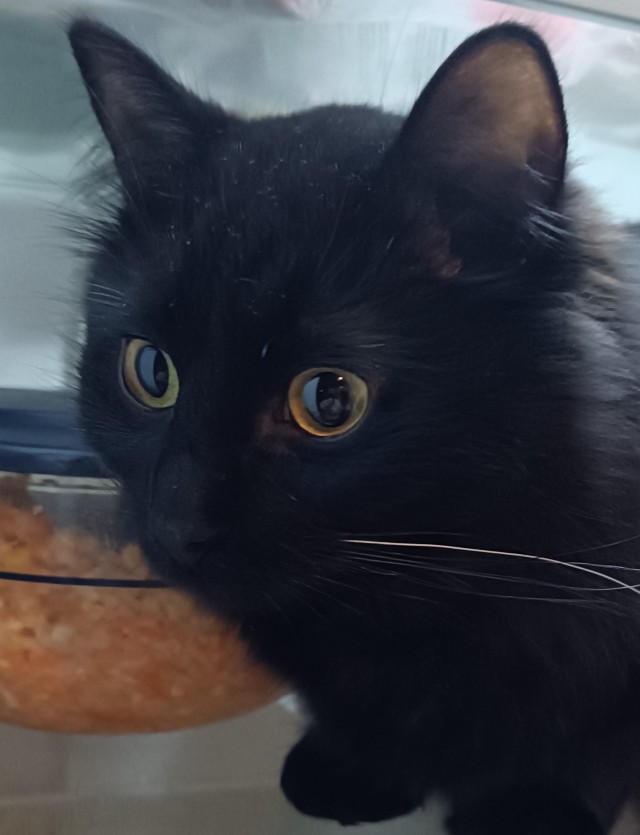Котовторник 7.11.23