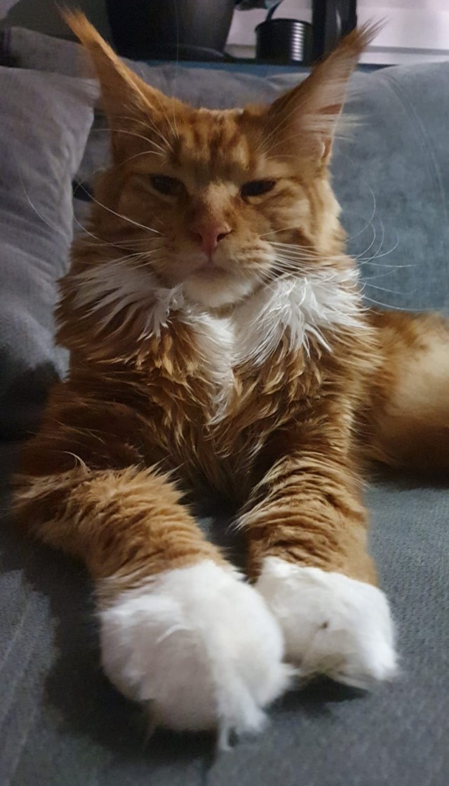 Котовторник 09.04.24