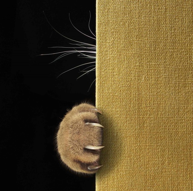 Котовторник в картинках