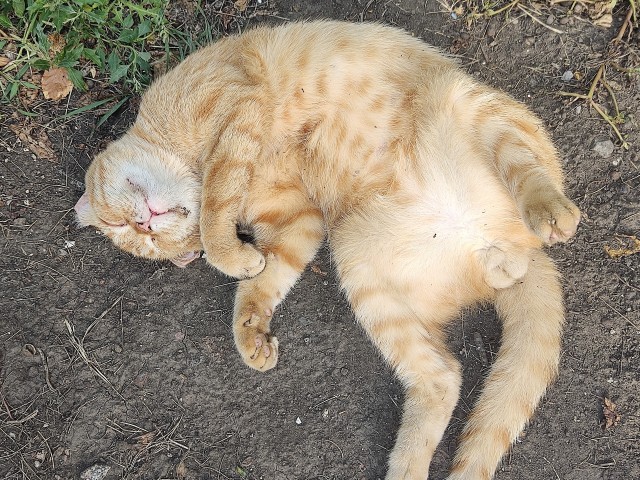 Кот на остановке