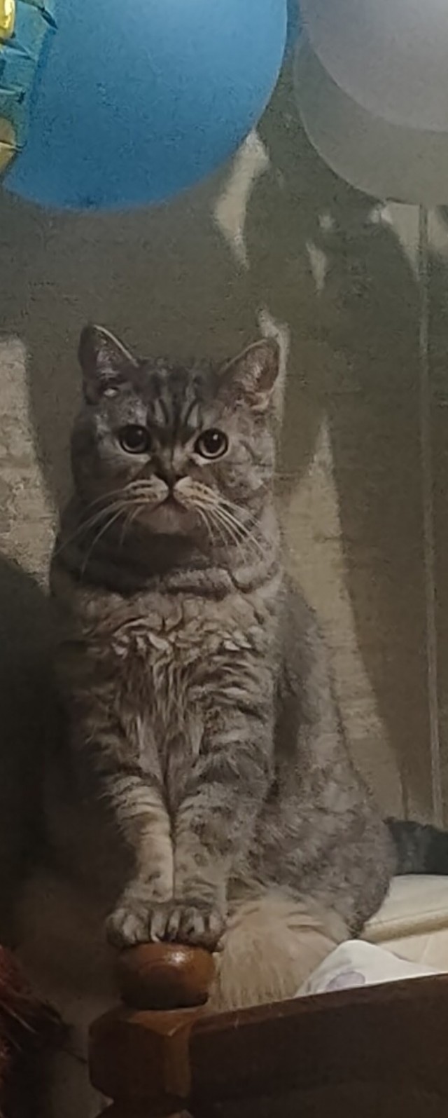 Котовторник