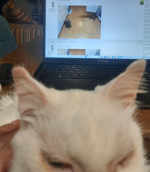 Жизнь с котом в одной картинке