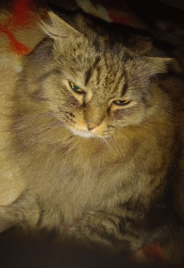 Котовторник 31.12.2024. Последний котовторник года