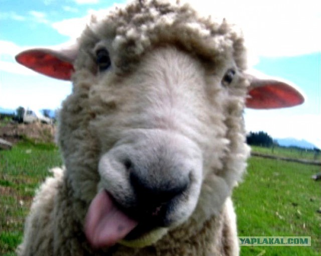 Кавказцы - геи