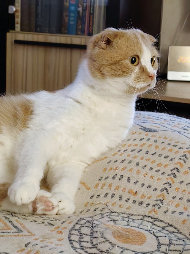 Моя жена не умеет фоткать кота
