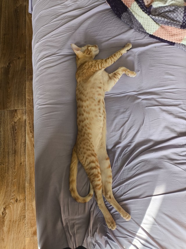 С котовторником!