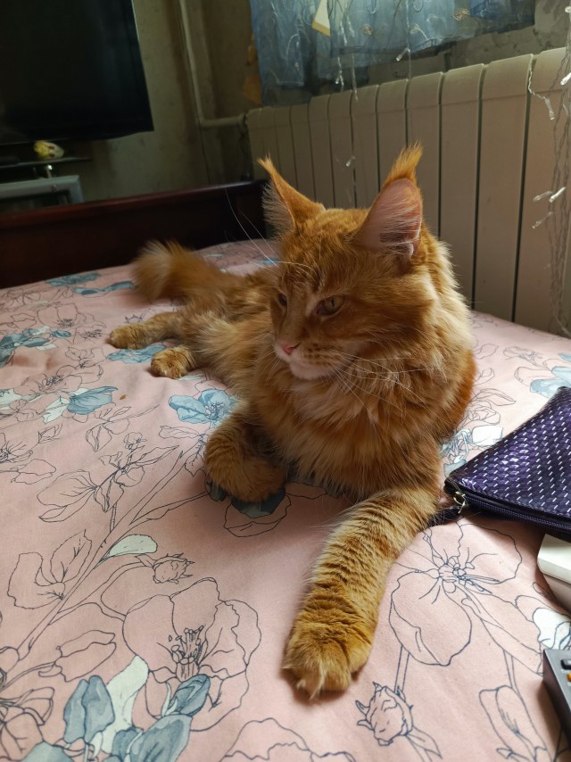 Котовторник.Наши модели