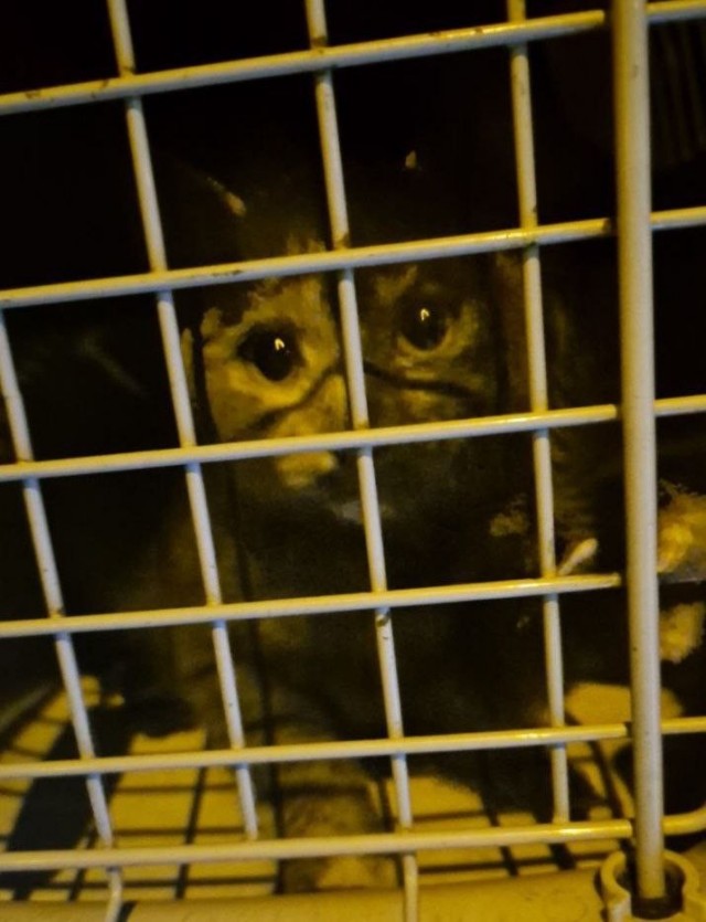 В Москве спасли кошку, которая четыре дня была замурована в стене жилого дома.