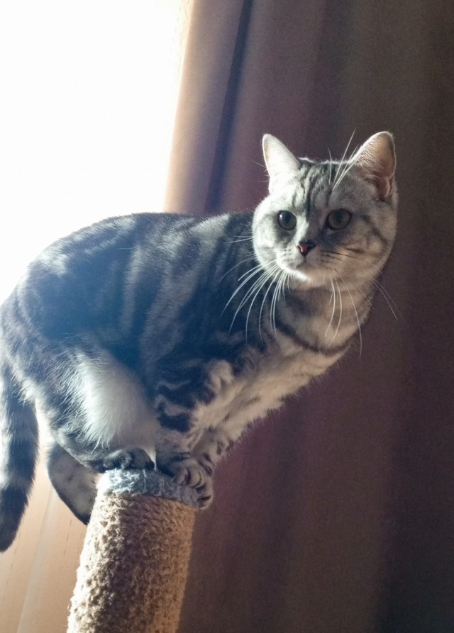 Котовторник жеж!!!