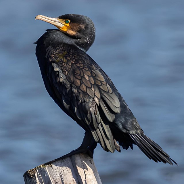 Опять бакланы