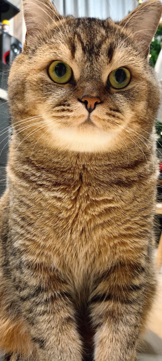 Вот и мой кот