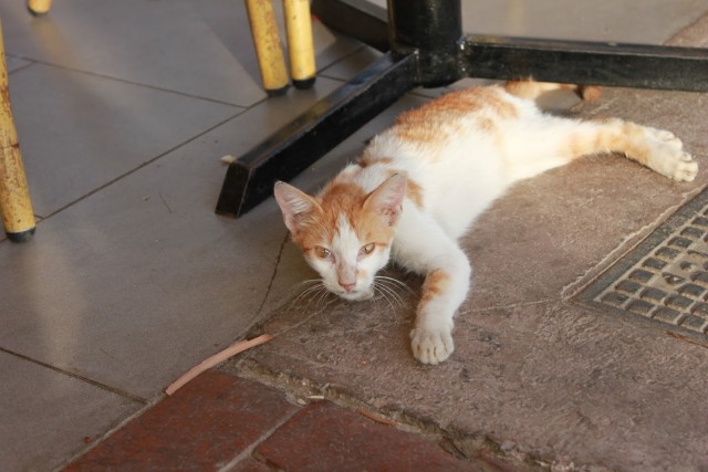 Уличные кошки Марокко