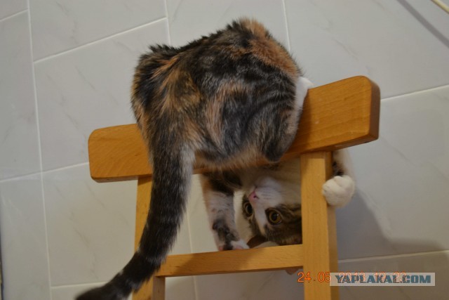 Котовторник 23.07.2013