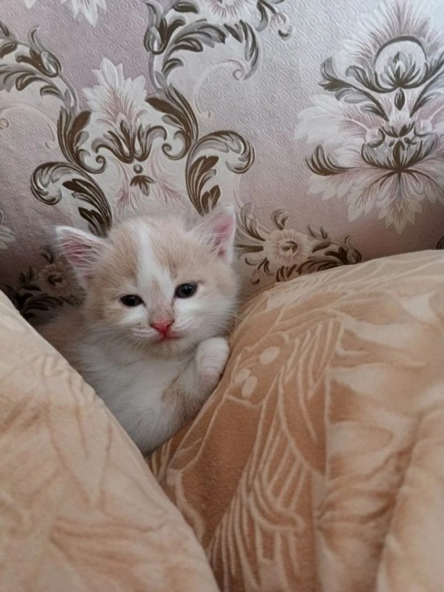 Детская фотография Шурупа