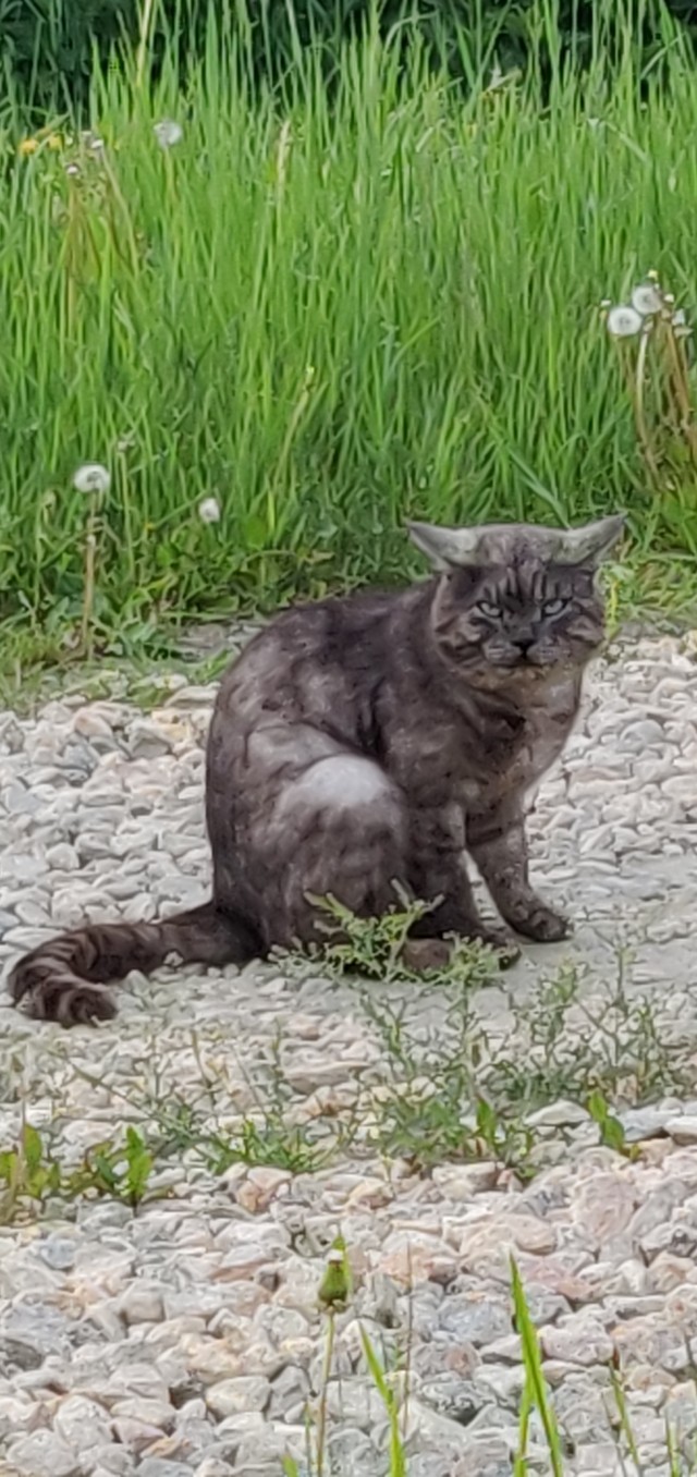 К котовторнику: подборка картинок-баянов с котиками и про котиков. Выпуск 39