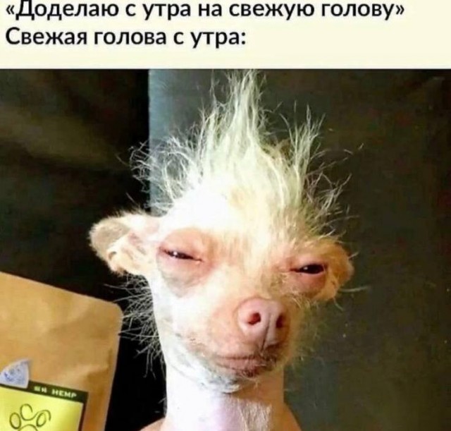 Картинки для деградации 262 (разной степени свежести)