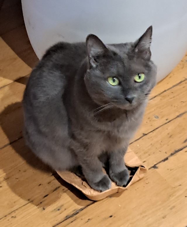 Котовторник