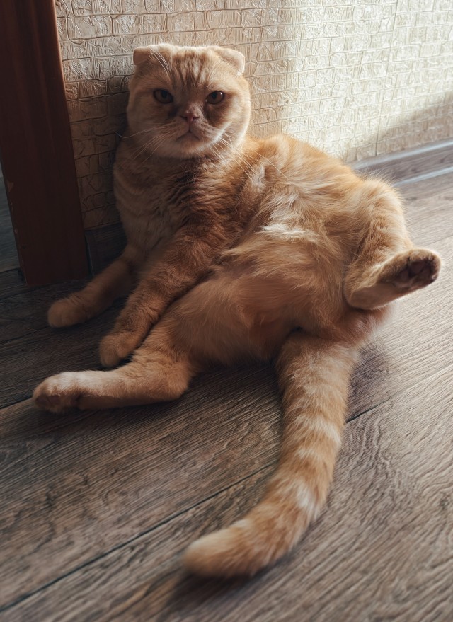 Кот, готовый к поединку