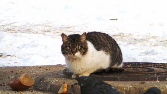 Кот, который унижает пернатых