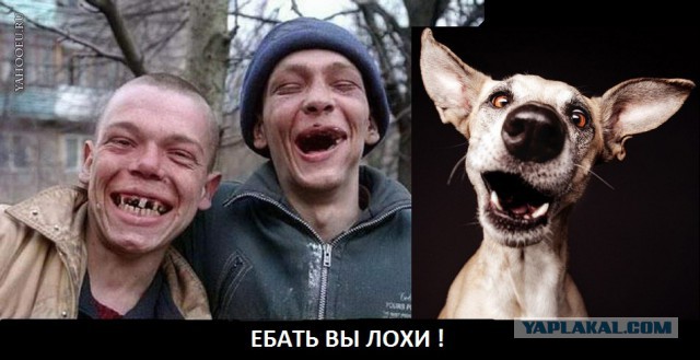 Портреты собак Эльке Фогельзанг, мегапозитив! ))