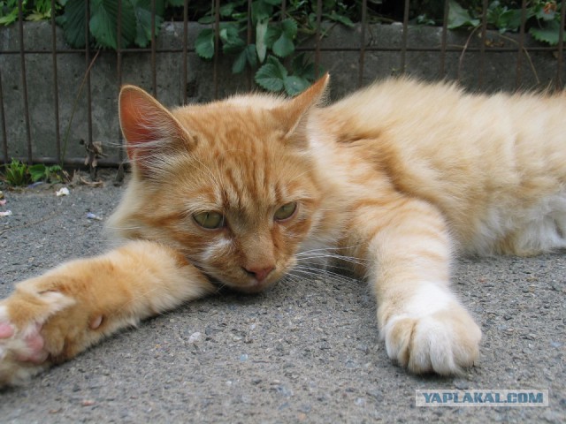 Котовторник 01.04.2014
