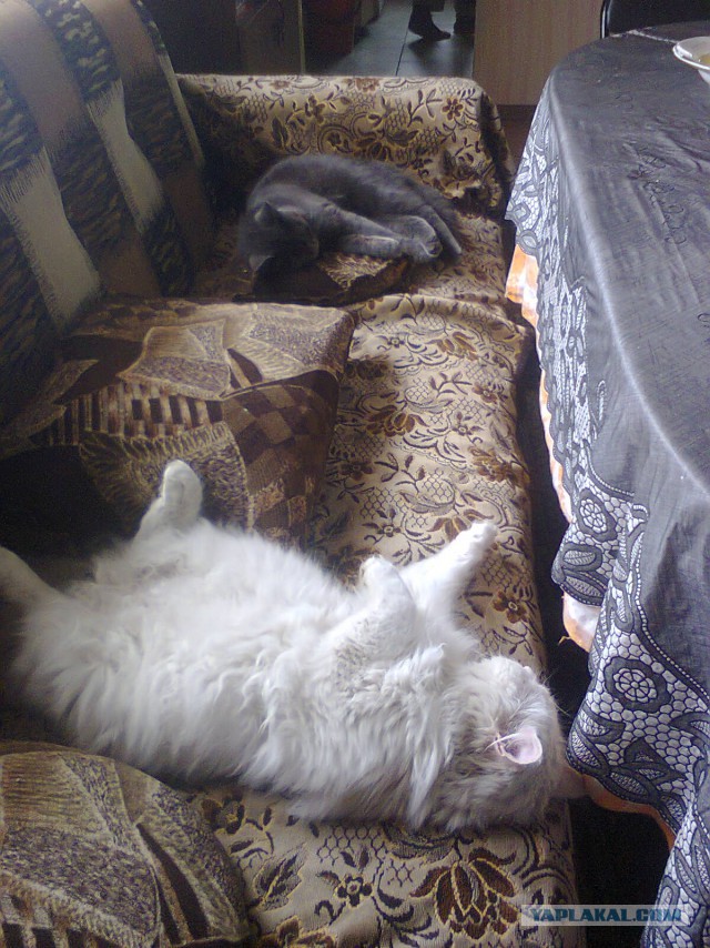 Котовторник  08.04.2014