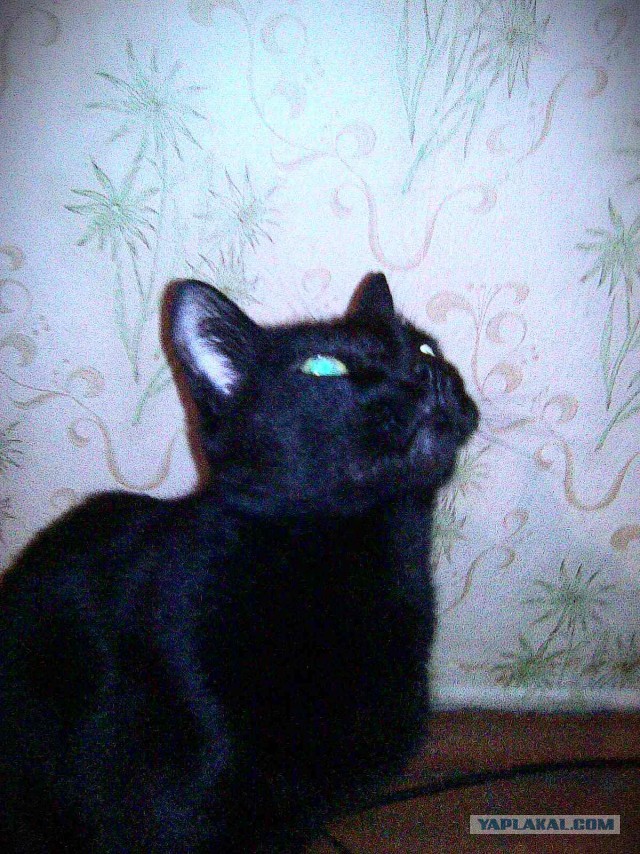 С Котовторником!