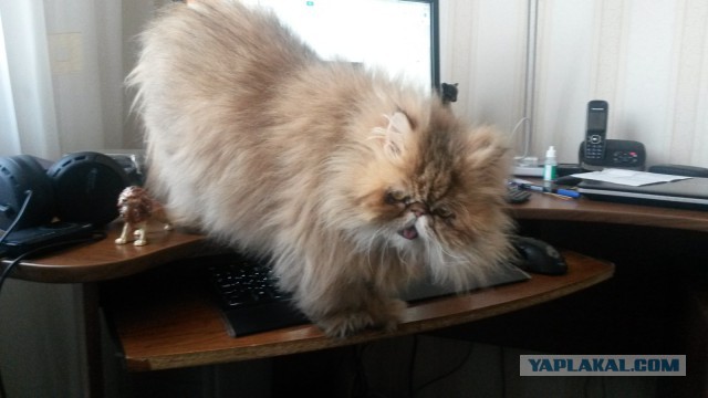 Котовторник 20.05.2014