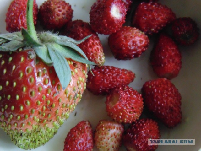 Кулинарная общалка