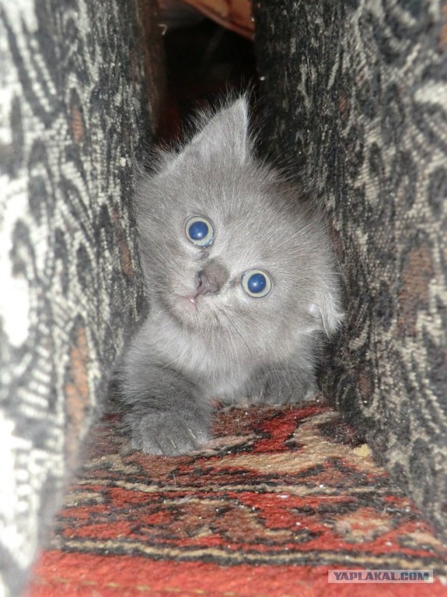 Котовторник 26.08.14.